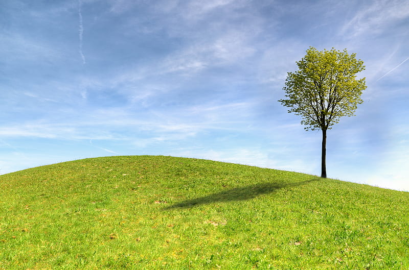tree, horizon, sky, grass, HD wallpaper