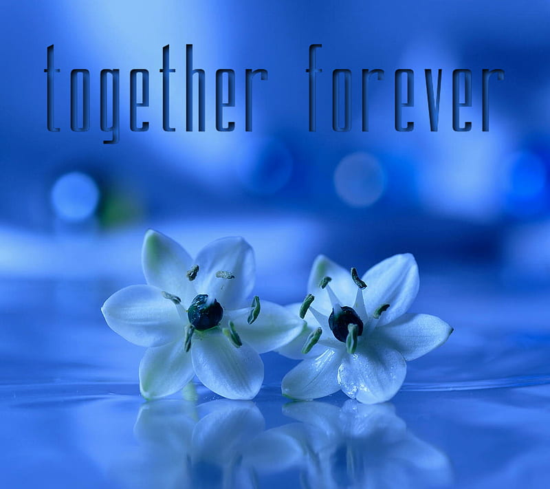 Together Forever, love, sayings, HD wallpaper