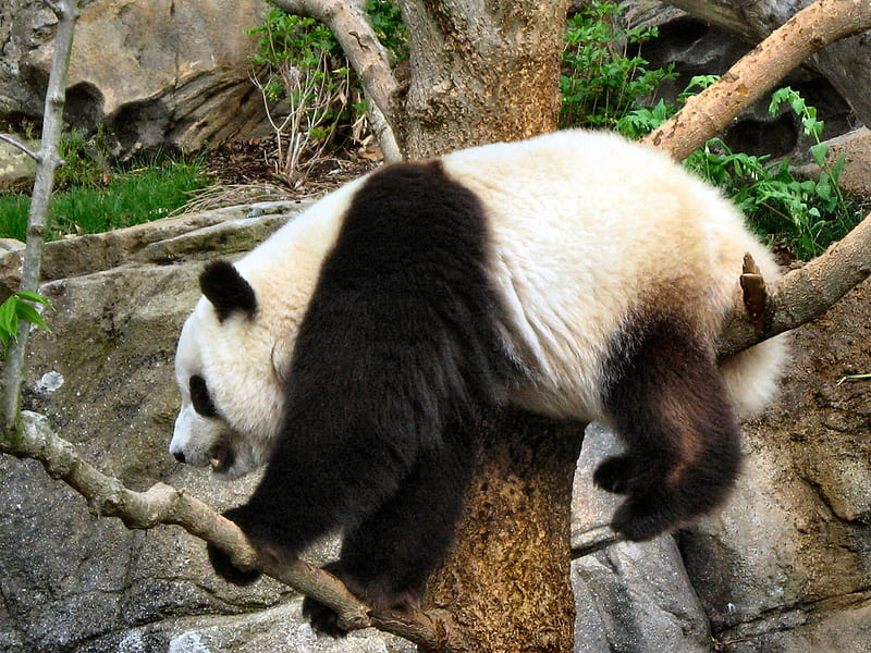 Well that was fun... Now how to get down?, panda, tree, bear, black, climbing, climb, white, stuck, HD wallpaper