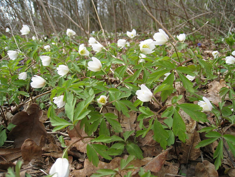White Wood Anemone, forest, flowers, nature, spring, wood-anemone, HD wallpaper