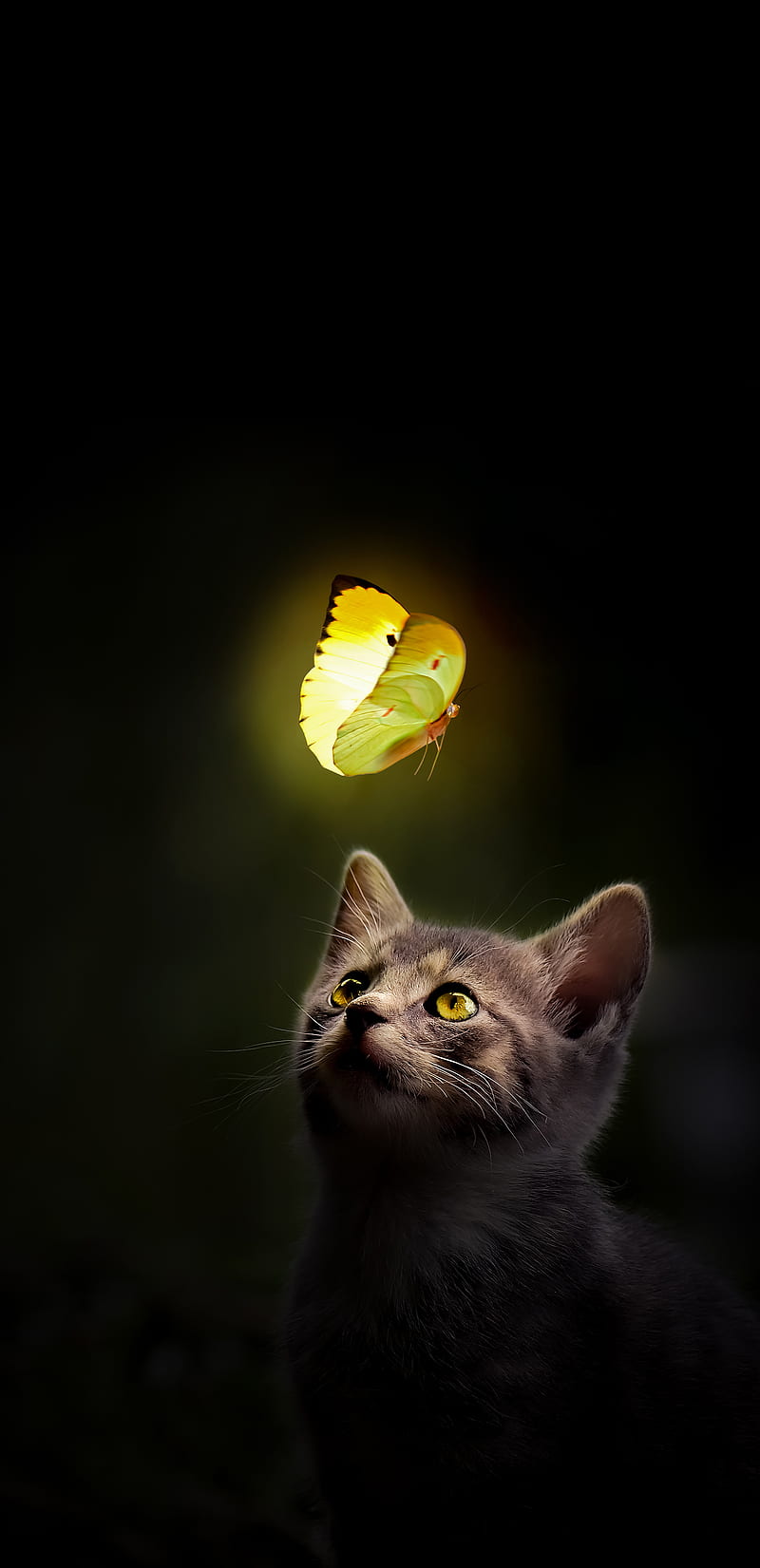 Lighting butterflies, , Erik, butterfly, cat, cats, catsanddogs, cute,  cuties, HD phone wallpaper | Peakpx