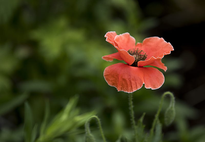 red poppy, close-up, leaves, petals, bud, Flowers, HD wallpaper