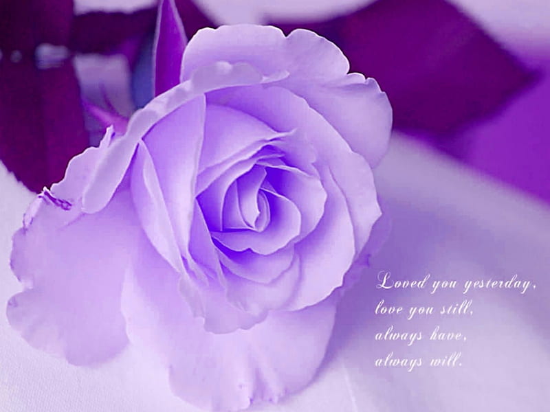 LILAC FLOWER OF LOVE, flower, words, lilac, love, HD wallpaper