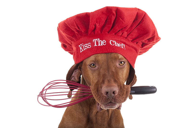 Kiss the Chef, red, brown, caine, kiss, hat, card, anima, funny, white, dog, HD wallpaper