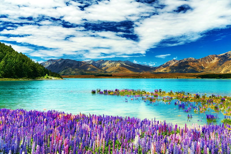 Flooded Borders, water, mountains, flowers, blossoms, lupines, clods, HD wallpaper