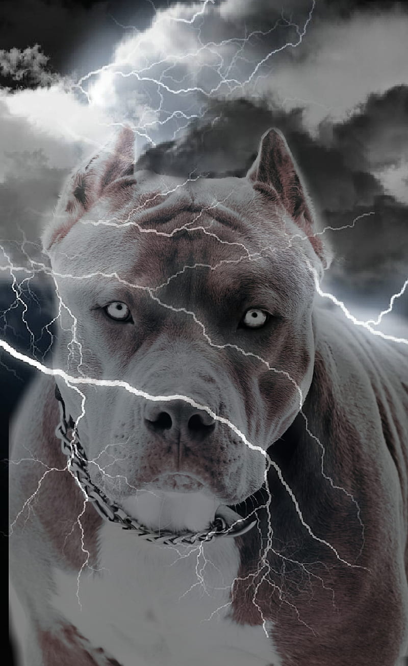 Tyson, pittbull, bluenose, dog, HD phone wallpaper