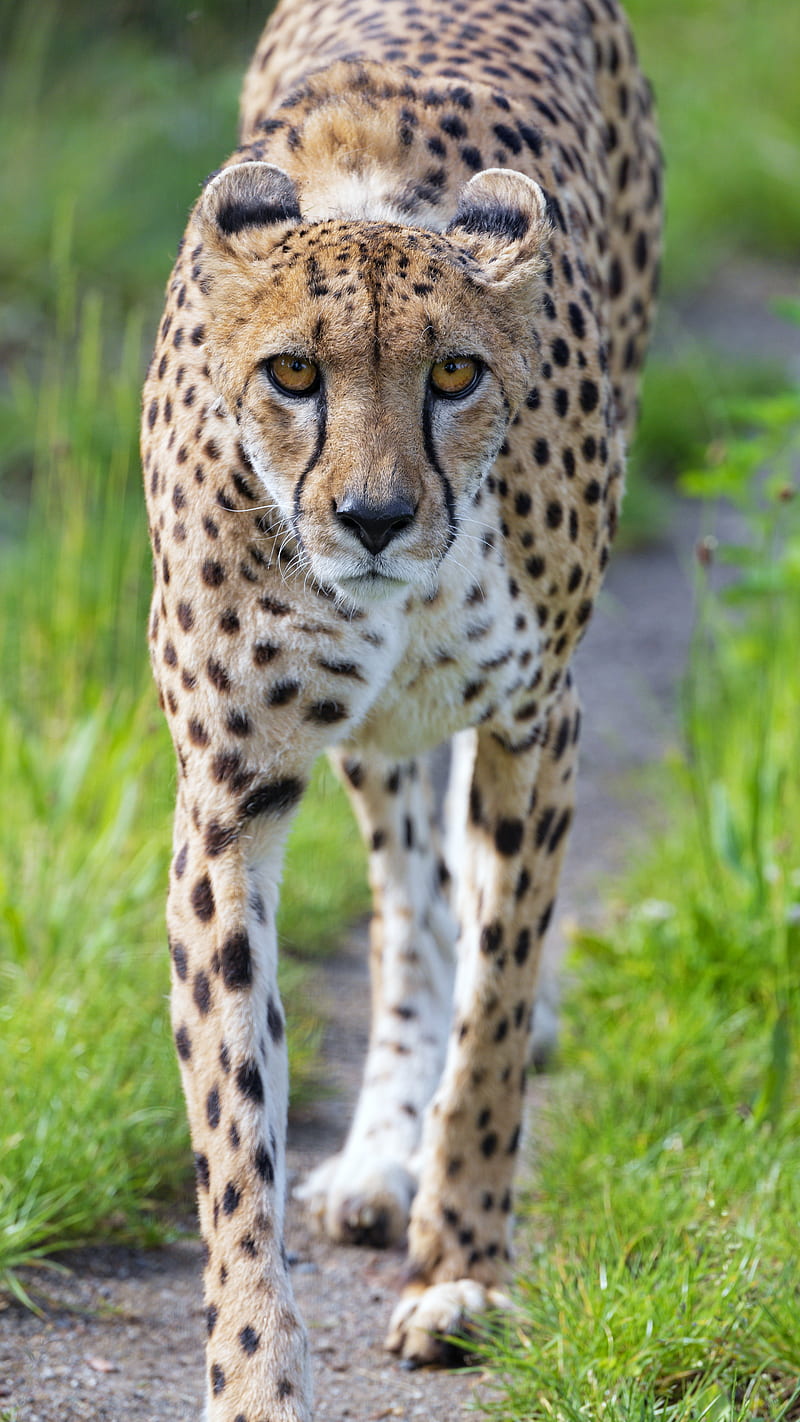 cheetah, big cat, glance, predator, face, HD phone wallpaper