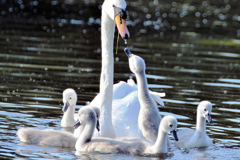 Mother Swan, family, water, chicks, lake, HD wallpaper