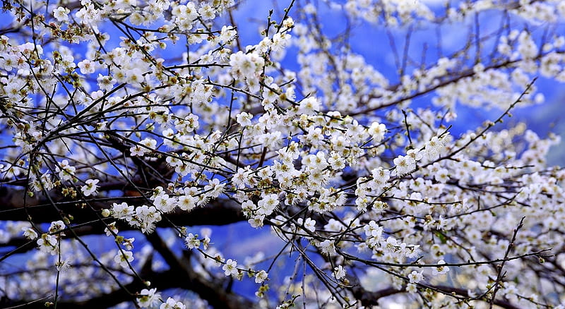Plum blossom, plum, tree, blossom, flower, spring, white, branch, blue, HD wallpaper