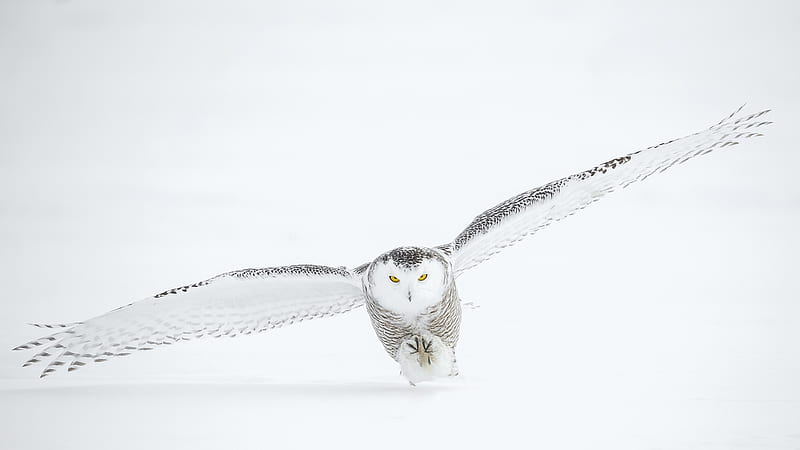 Ice Owl, owl, bird, snow, ice, white, winter, HD wallpaper