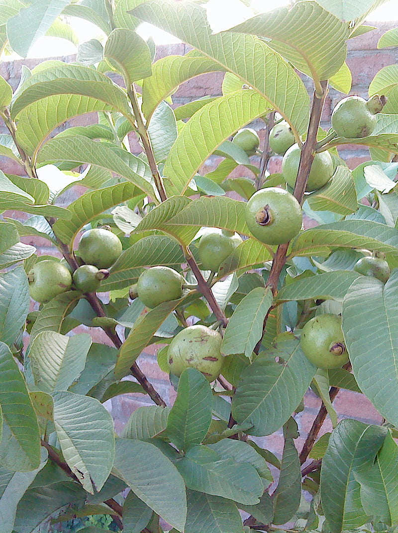 Guava-fruit, green, new born fruit, plant, HD phone wallpaper