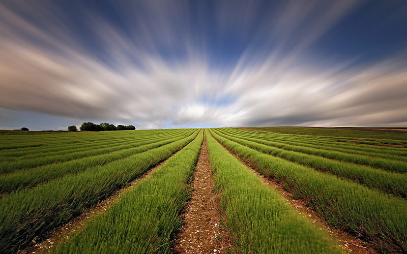 Field In The Heart Land, yield, crop, clouds, farm, season, heartland, land,  HD wallpaper | Peakpx