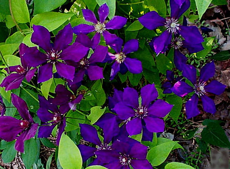 CLEMATIS, pretty, flowers, purple, plant, HD wallpaper
