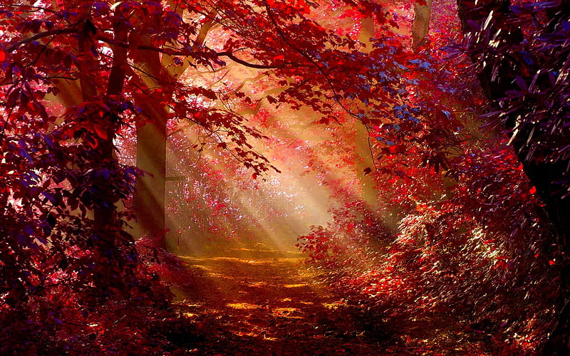 Sunlight In Autumn Forest, autumn, forest, nature, sunlight, HD wallpaper