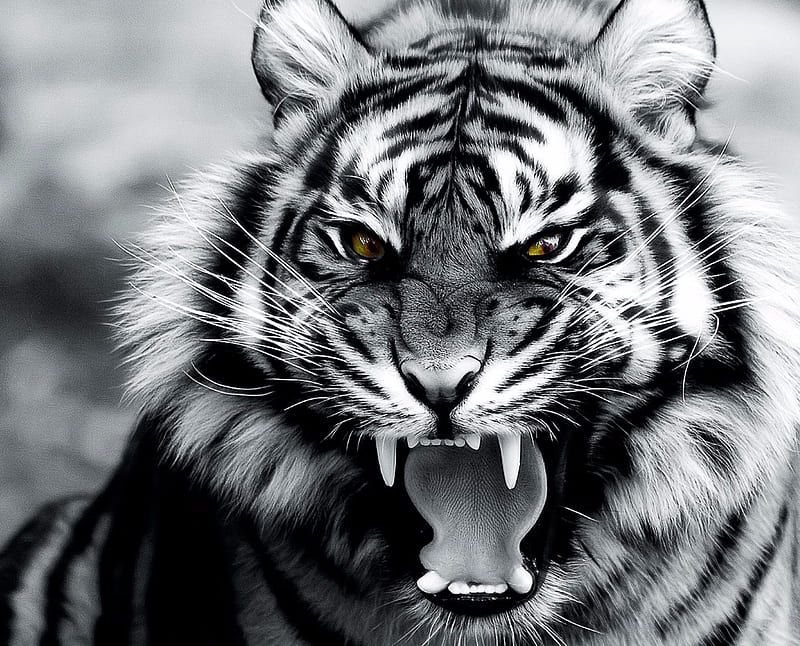 Tiger, tiger, white, blanc, tigers, animal, lion, chat, white, roar, HD wallpaper