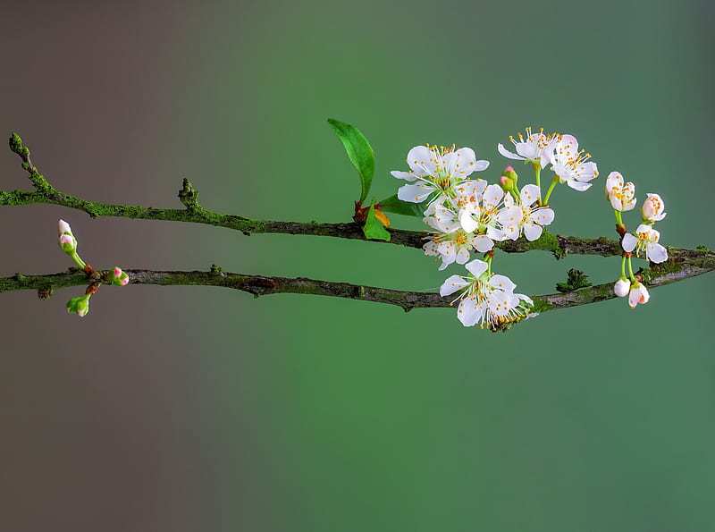 Blossom Tree Branch, Spring Ultra, Seasons, Spring, Blossoms, Branches, Bloom, Closeup, Plum, HD wallpaper