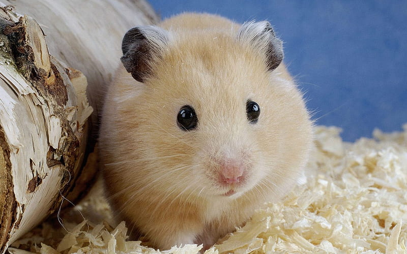 Small hamster, HD wallpaper