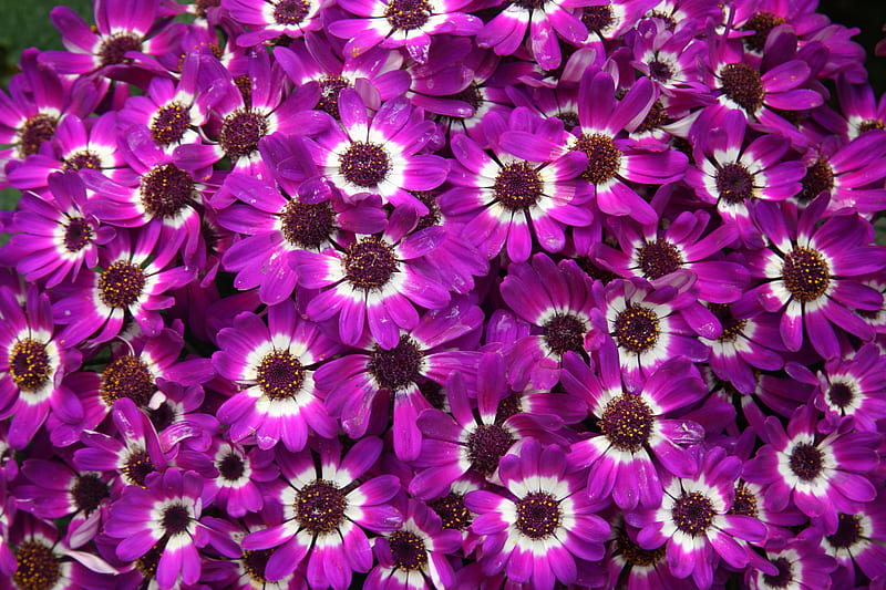 Purple Cineraria Flowers, purple, flowers, HD wallpaper