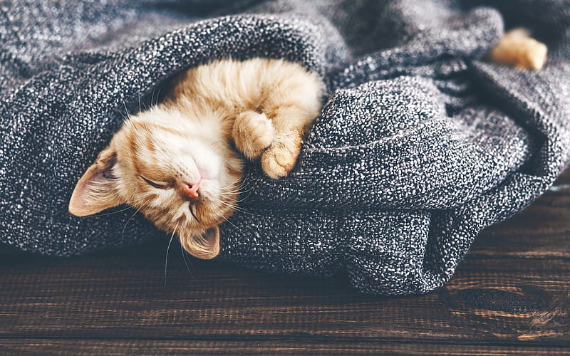 cute lazy cat
