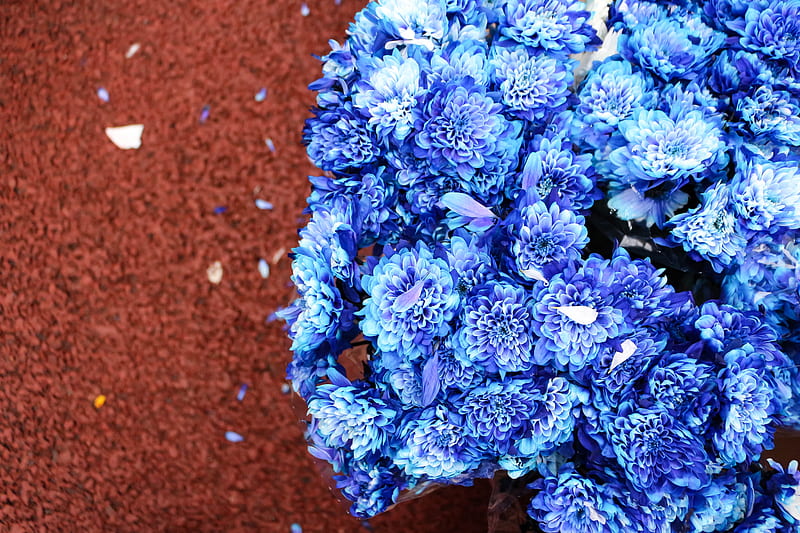 bouquet, flowers, blue, petals, bloom, HD wallpaper