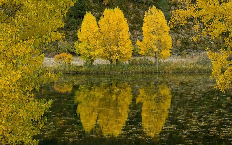 Poplar Trees, Spain, forest, autumn, yellow, trees, lake, daylight, water, path, day, nature, river, reflection, HD wallpaper