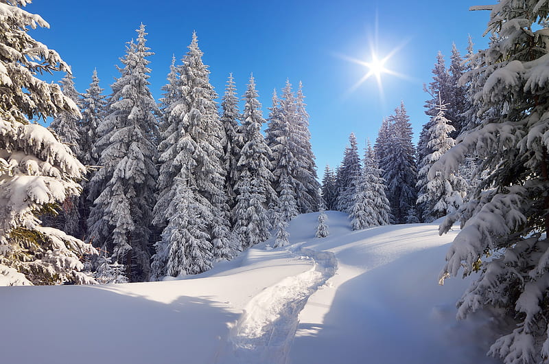 Rays of de sun, Forest, Sun, Path, Snow, Winter, HD wallpaper | Peakpx