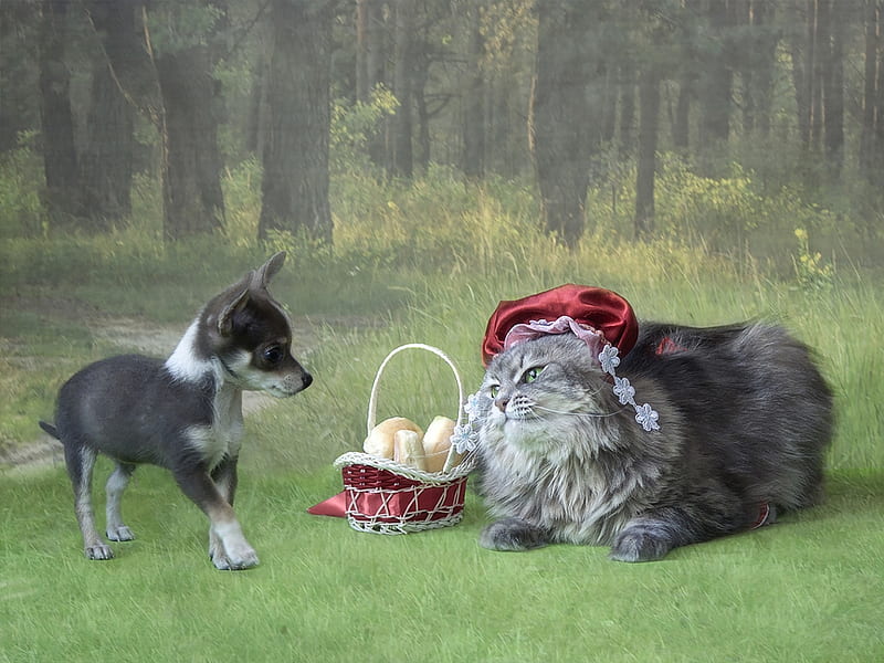 Little Red Riding Hood and Grey Wolf, daykiney, little, caine, cat, red riding hood, animal, green, basket, funny, pisica, puppy, dog, HD wallpaper