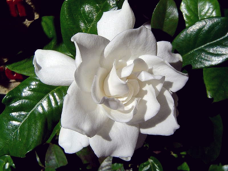 White Gardenia F2 graphy, white flower, flower, gardenia, white, floral, frangrant, HD wallpaper