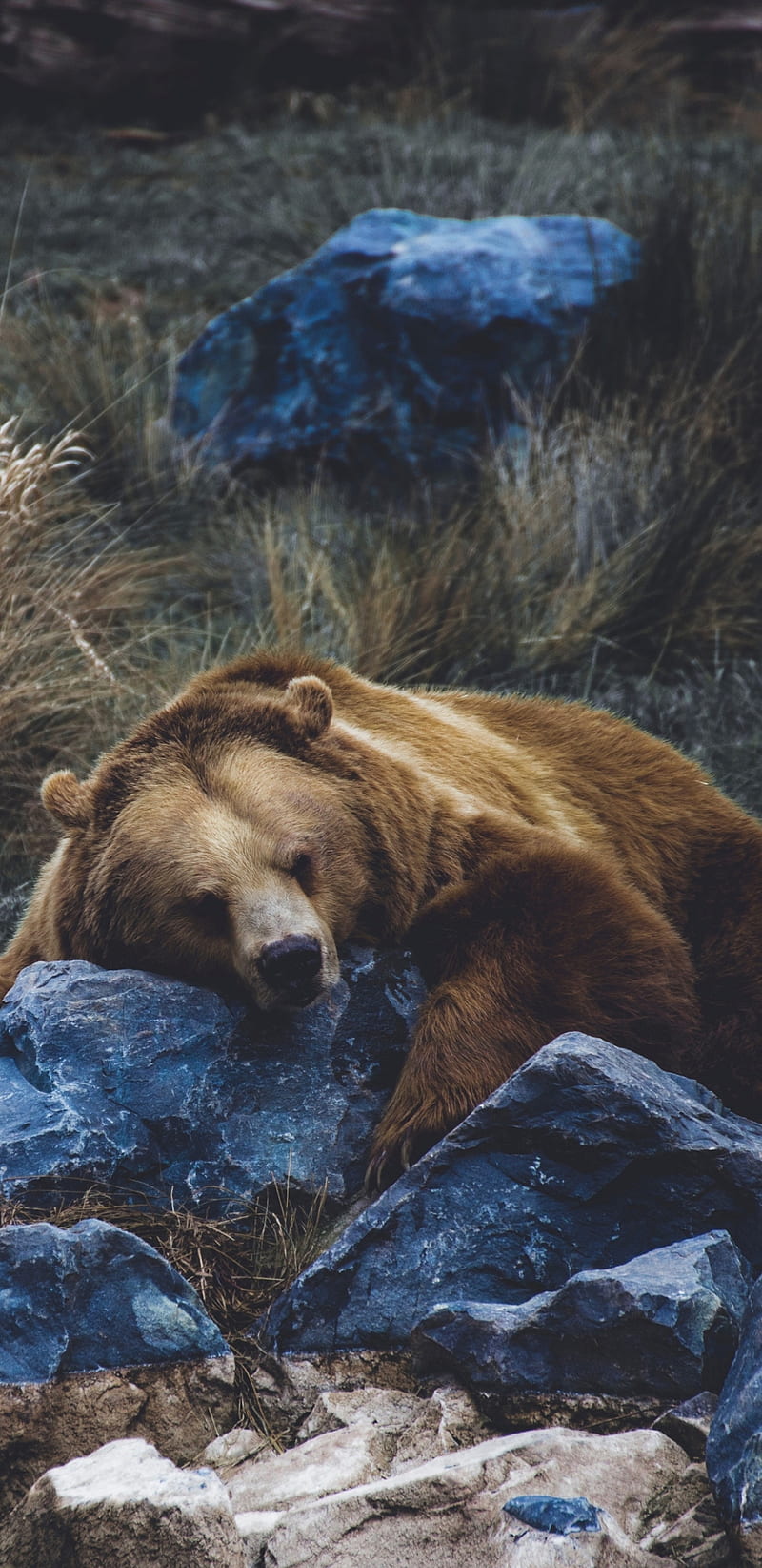 200 Free Grizzly Bear  Bear Images  Pixabay