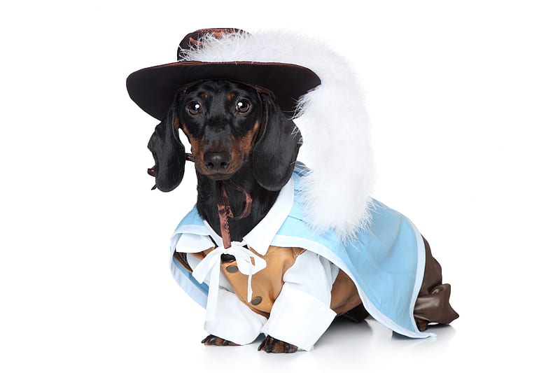 One for all and..., musketeer, costume, caine, creative, dachshund, animal, hat, feather, fashion, white, puppy, dog, blue, HD wallpaper