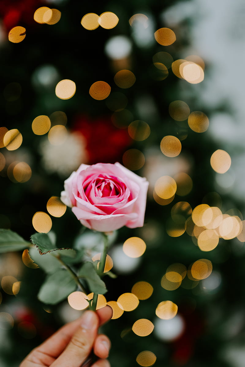 rose, flower, pink, blur, bokeh, glare, HD phone wallpaper