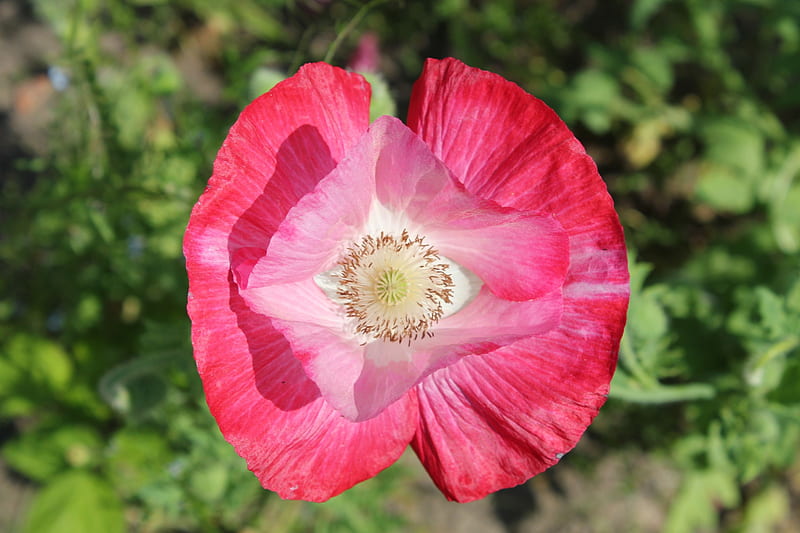 Amapola, verano, naturaleza, campos, otro, Fondo de pantalla HD | Peakpx