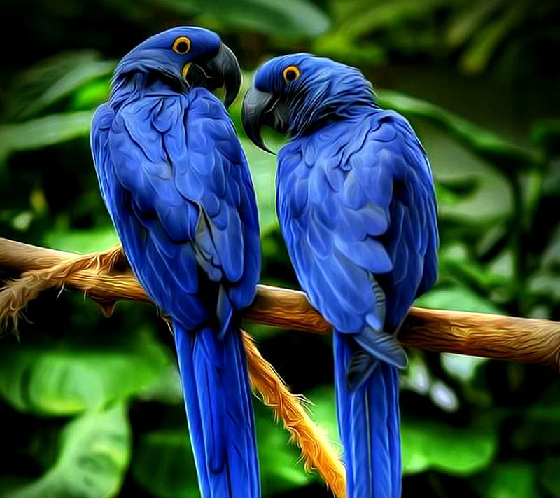 Blue Parrot, 2016, awesome, love, HD wallpaper