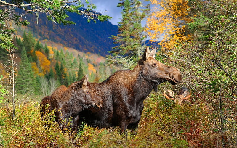 Moose, wildlife, forest, USA, HD wallpaper