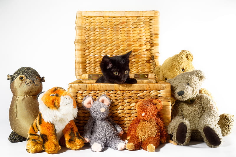 Cats, Cat, Baby Animal, Basket, Kitten, Pet, Stuffed Animal, HD wallpaper