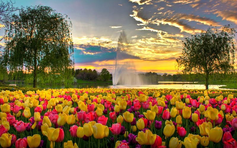 Tulip Park, fountain, water, weeping willow, sunset, tulips, trees, clouds, lake, HD wallpaper