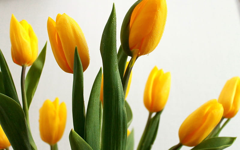 yellow tulips, spring, spring flowers, yellow flowers, floral background, HD wallpaper
