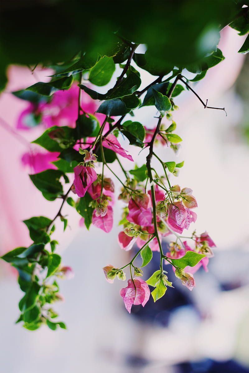 flowers, pink, plant, bloom, summer, HD phone wallpaper