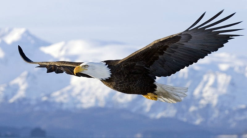 Eagle Soaring over the Mountains, eagle, nature, mountains, animal, HD wallpaper