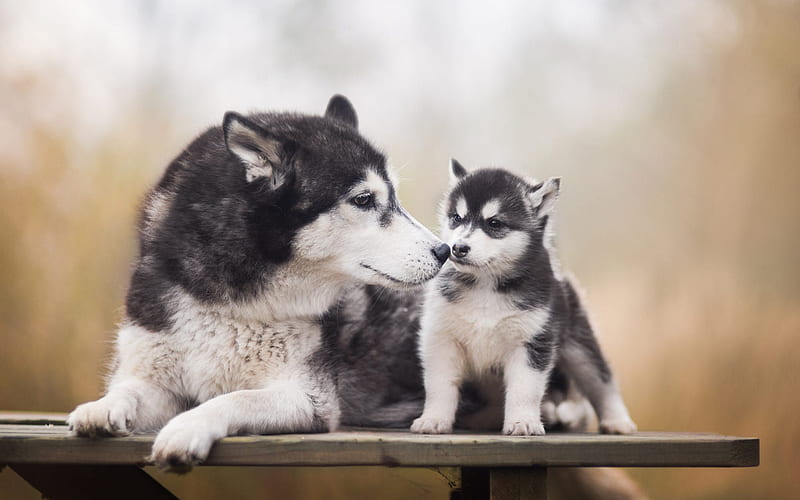 Siberian Husky, puppy and a big dog, cute animals, dogs, pets, HD wallpaper