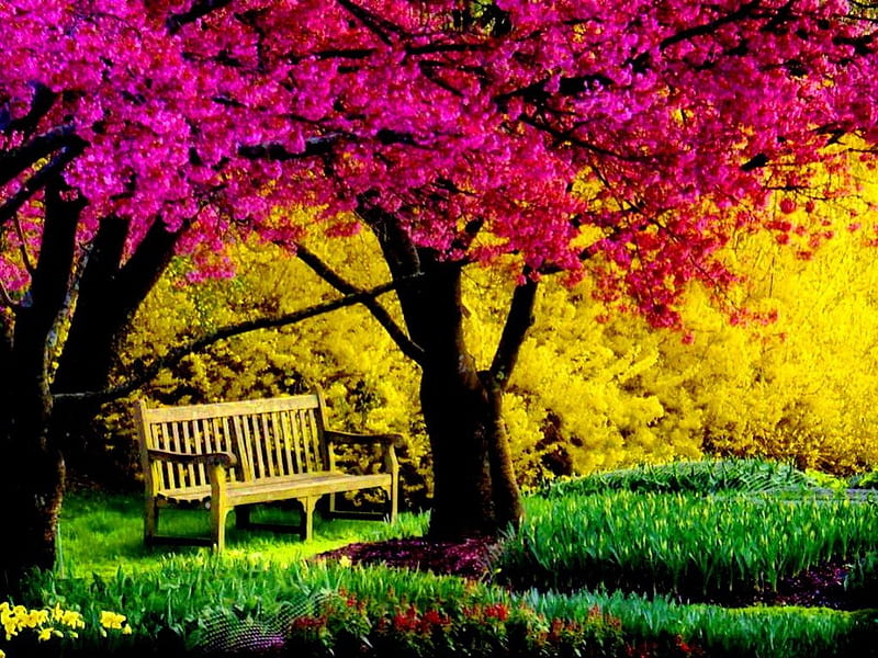 A bench in park, glow, sun, grass, sunny, yellow, bonito, leaves, green, flowers, pink, light, golden, bench, lonely, park, tree, peaceful, summer, blossoms, garden, nature, blooming, HD wallpaper