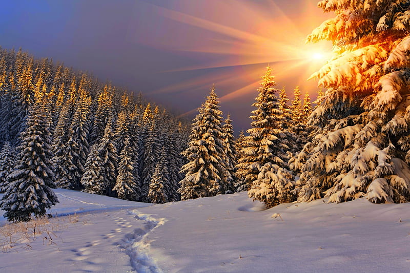 Winter sun, track, sun, pine, snow, winter, HD wallpaper