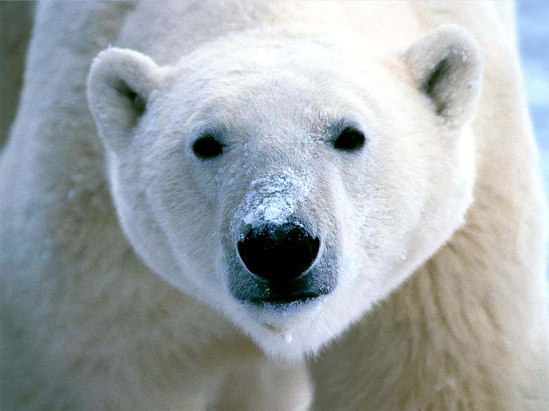 Big poloar bear, bear, wildlife, polar, arctic, HD wallpaper