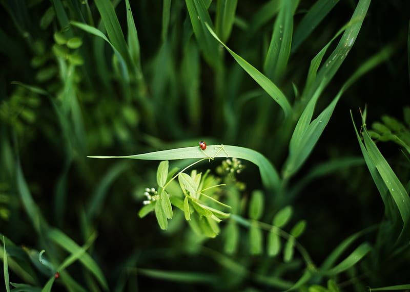 ladybug, grass, plants, macro, HD wallpaper