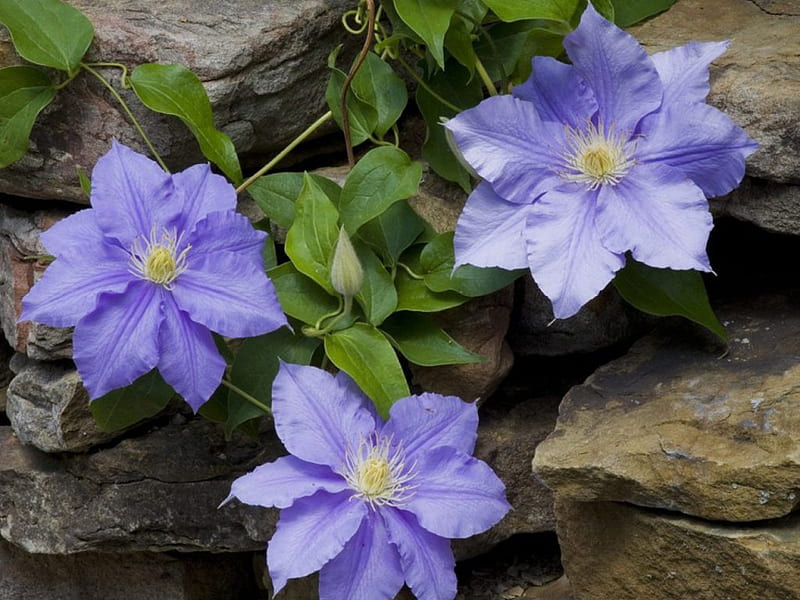 Clematis, flowers, nature, HD wallpaper