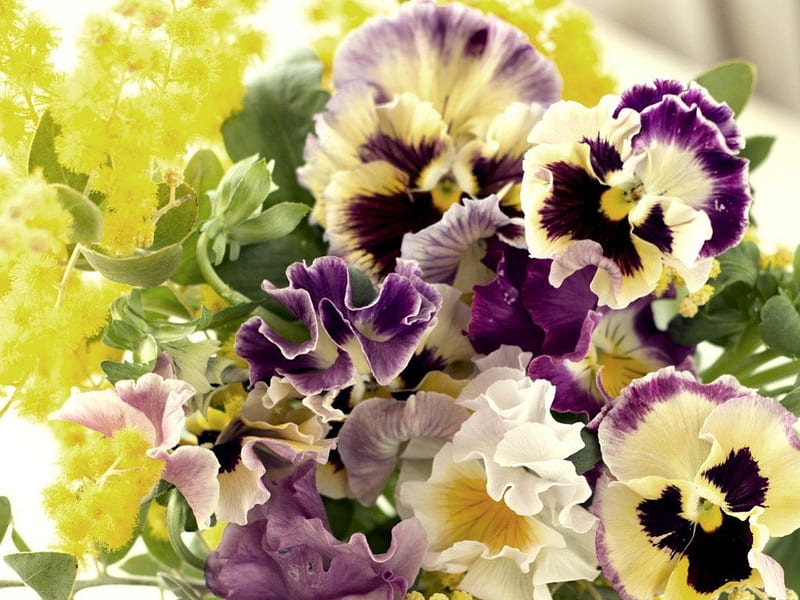 Pansies Bloom, bloom, viola, pansies, flowers, nature, petals, HD wallpaper