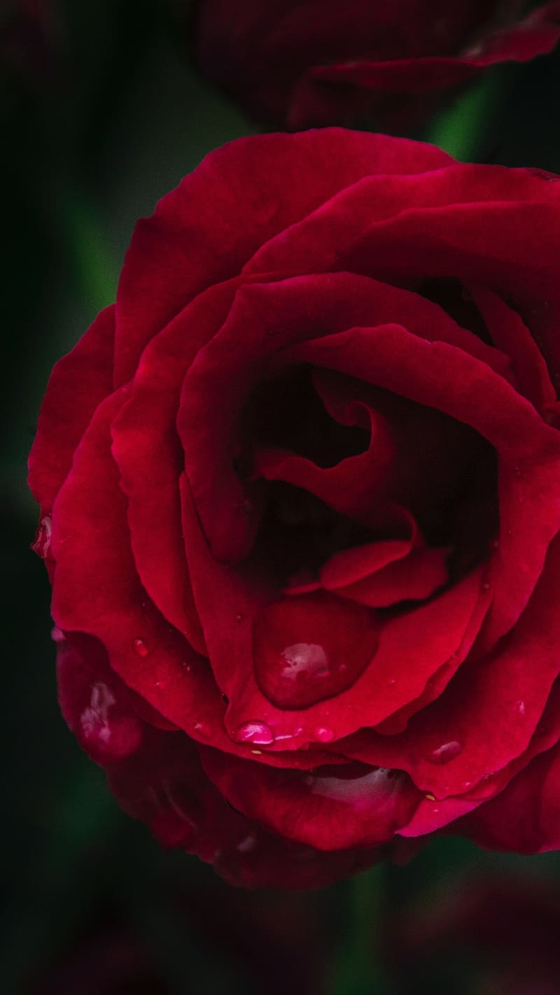 Waterdrop On Red Rose Flower, red rose flower, waterdrop, red, plant ...