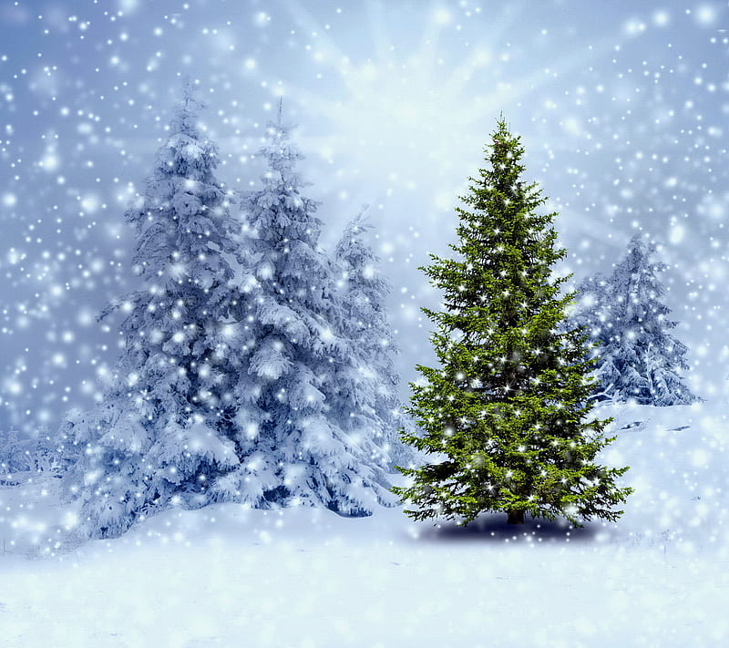Winter Forest, christmas, fir, snow, tree, HD wallpaper