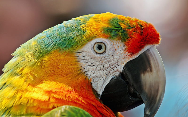 Macaw, R, close-up, parrots, wildlife, colorful parrots, Ara, HD wallpaper