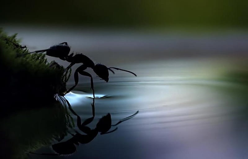 Curface tension, ant, surface tension, graphy, water macro, nature, animals, insects, HD wallpaper